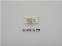 藏品(後褐斑苔蛾)的圖片